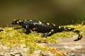 Salamandra plamista