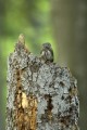 Sóweczka
