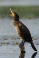 Kormoran Czarny