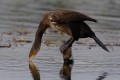 Kormoran Czarny