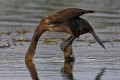 Kormoran Czarny