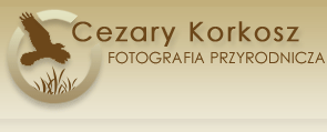 Cezary Korkosz